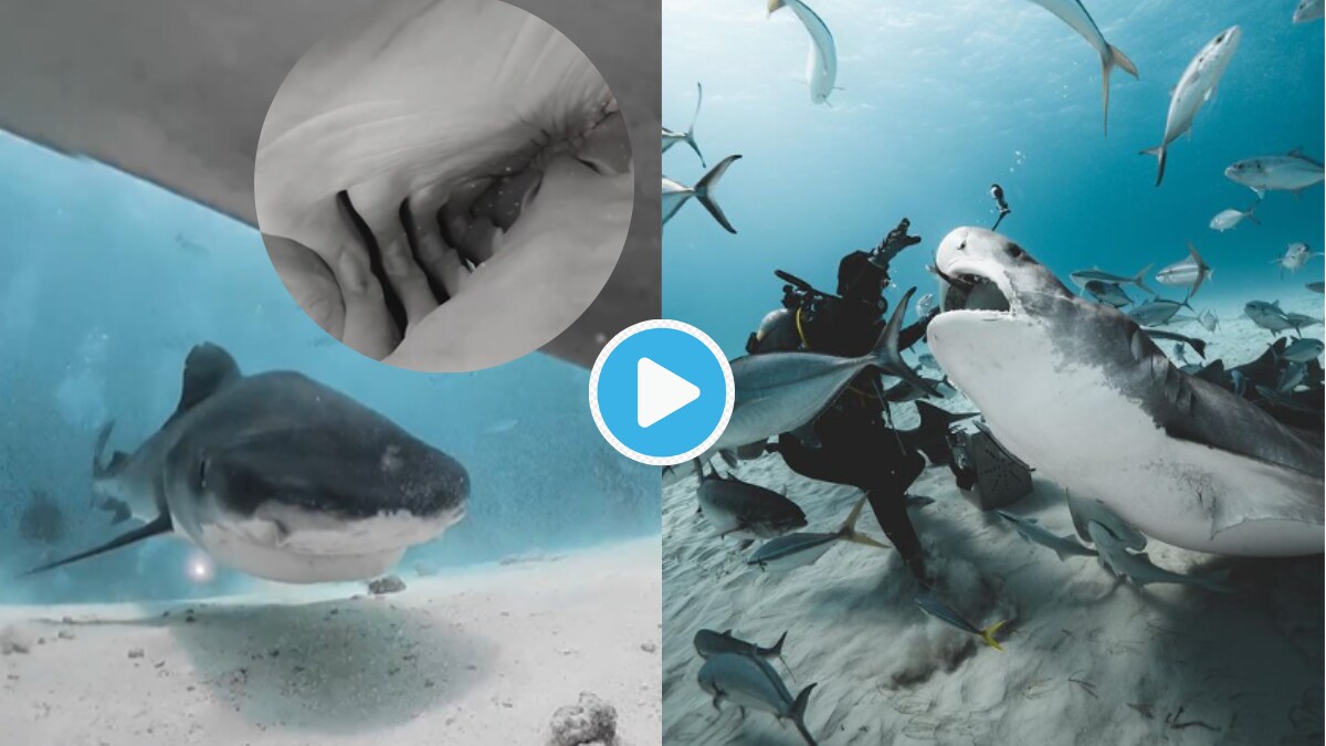 Video Shark Swallows 360 Degree Camera Shows How Inside Body Of Shark