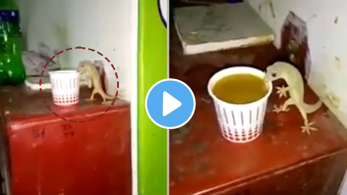 Lizard Drinking Tea That Was Left Uncovered Video Viral