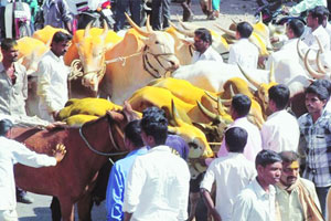 बैलगाडा शर्यतींसाठी पारनेरला बैलांसह मोर्चा