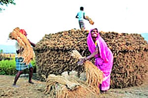 सुधारित अन्न सुरक्षा विधेयकाला मंत्रिमंडळाची मंजुरी