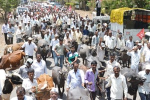 पशुखाद्याच्या वाढीव दराविरोधात शेतक-यांचा जनावरांसह मोर्चा