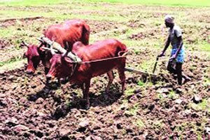 कुतूहल:दुष्काळ आणि कोरडवाहू शेती