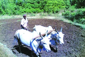 राज्यातील १७७ तालुक्यांमध्ये १०० टक्क्य़ांपेक्षा अधिक पाऊस