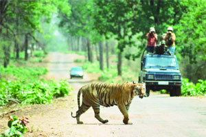 ताडोबा व्याघ्र प्रकल्प पर्यटन महागले