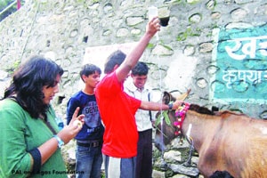 ठाण्यातील प्राणीमित्रांमुळे हजारो खेचरांना जीवदान!