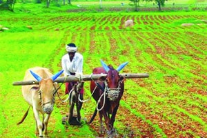 सरासरीपेक्षा अधिक पाऊस झाल्याने चंद्रपूर जिल्ह्य़ावर दुबार पेरणीचे संकट