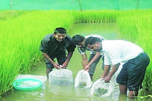 कुतूहल – मत्स्यसंवर्धन