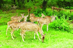 नवीन नागझिरा अभयारण्याला झळाळी