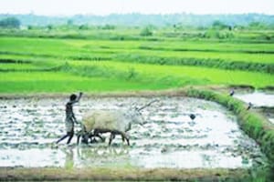 कुतूहल: शेतजमीन : सामान्य संज्ञा- २