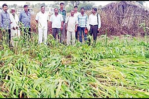 शेकडो एकरावरील ज्वारीची पिके भुईसपाट