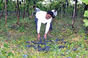 मराठवाडय़ात गारपीट, द्राक्षबागेचे नुकसान