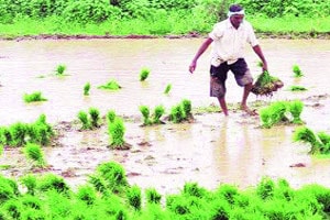 पीक हानीकडे सरकारचे दुर्लक्ष