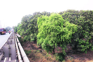 पनवेलगावातील रानफळांचा खाऊ गायब