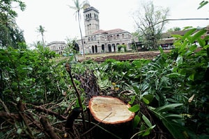 विद्यापीठाच्या मुख्य इमारतीजवळील चंदनाची झाडे चोरटय़ांनी तोडली