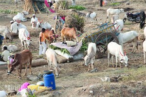 चाऱ्यासाठी पावसाळ्यात योग्य नियोजन करा