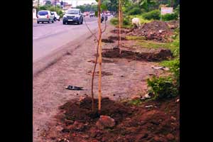 राष्ट्रीय महामार्गाच्या विस्तारीकरणात महापालिकेकडून झाडांचा निष्कारण बळी!