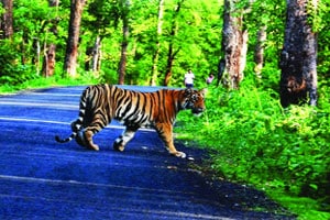 नवेगाव-नागझिरा व्याघ्र प्रकल्पातील चार वाघांच्या स्थलांतरणाने कॉरिडॉर व सुरक्षिततेचा मुद्दा ऐरणीवर