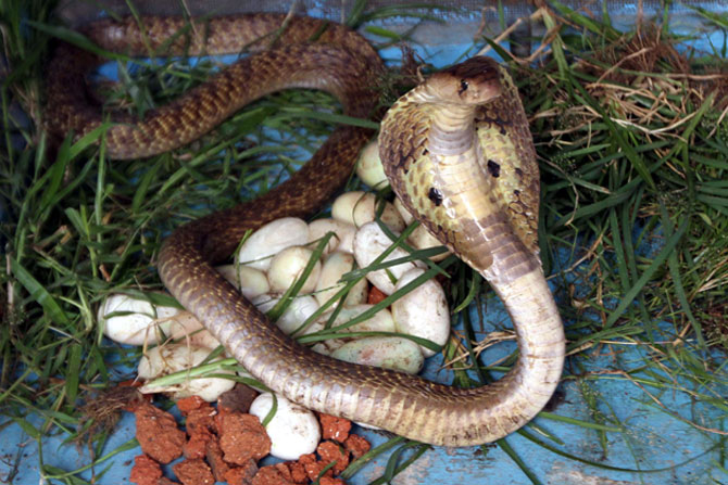 कल्याण परिसरातून मंगळवारी सर्पमित्रांनी एका नागाच्या मादीची सुटका केली. यावेळी ही मादी २० अंडी उबवत होती. (छाया- दिपक जोशी)