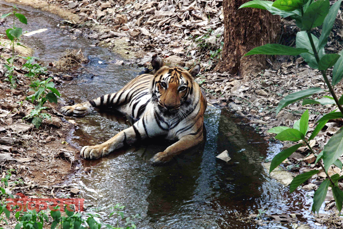 उन्हाची काहीली वाढल्याने पाण्याच्या प्रवाहापाशी निवांत बसलेला वाघ. (छाया- दिलीप कागडा)