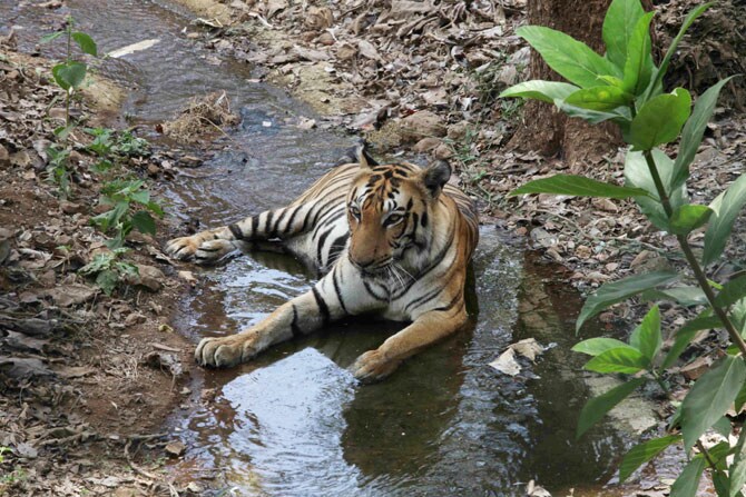 एरव्ही उन्हाने तहानलेले, व्याकुळलेले प्राणी पाण्याच्या शोधात फिरत फिरत येऊन बसलेले दिसतात. पण, केवळ पाणी पिण्यासाठी नाही तर उन्हाने होणारी काहिली शांत करण्यासाठी संजय गांधी राष्ट्रीय उद्यानातील वाघोबांनी पाण्यातच बसून विसावा घेतला. (छाया- दिलीप कागडा)