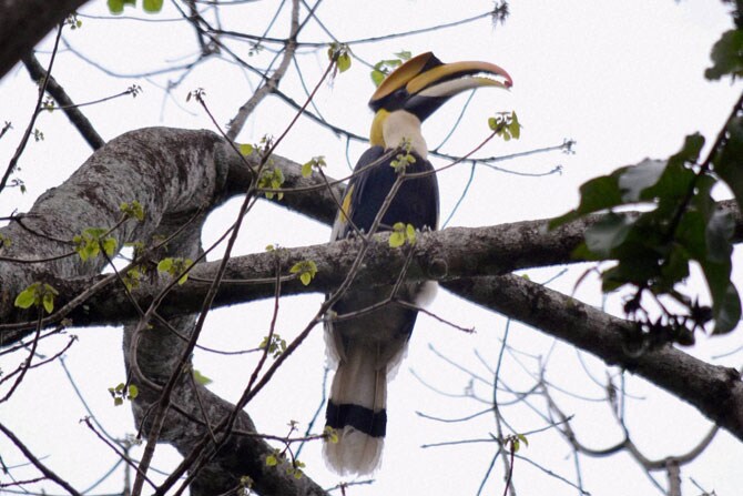 नामशेष होण्याच्या मार्गावर असलेल्या प्रजातींच्या पैकी एक असलेला हा धनेश पक्षी नमेरी राष्ट्रीय उद्यान, तेजपूर येथे रविवारी मोठ्या डौलात झाडाच्या फांदीवर बसलेला आढळला. (छाया: पीटीआय)