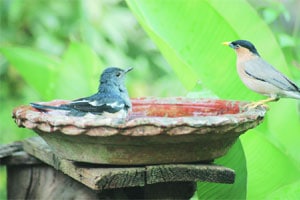 फोटो फीचर : अंगणातले पक्षीअभयारण्य