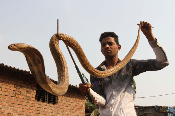 कल्याण शहरातील रहिवासी भागात शुक्रवारी पाच फुटांचा साप आढळून आला. सर्पमित्र संदीप पंडित यांनी या सापाला पकडून सुरक्षित स्थळी सोडून दिले. (छाया- दिपक जोशी)