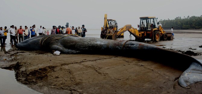 अलिबाग तालुक्यातील रेवदंडा समुद्रकिनारी अडकून पडलेल्या व्हेल माश्याला जिवदान देण्याचे रायगड जिल्हा प्रशासनाचे प्रयत्न असफल ठरले आहेत. महाकाय माश्याला समुद्रात लोटण्यात अपयश आल्याने या माश्याचा दुर्दैवी मृत्यू झाला आहे.
