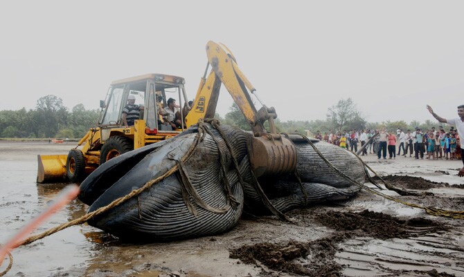 जिल्हा प्रशासनाने पोलीस , वनविभाग आणि स्थानिकांच्या मदतीने किनार्‍यावरच त्याला खोल खड्डयात पुरून त्याच्या मृतदेहावर अंत्यसंस्कार केले आहेत.