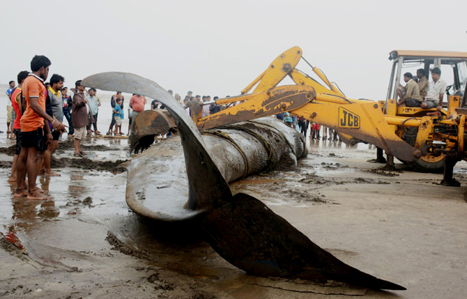 जखमी अवस्थेतील या माशाला वाचविण्यासाठी प्रशासनाने शर्थीचे प्रयत्न केले. रायगडच्या जिल्हाधिकारी शीतल उगले यांनी त्या ठिकाणी भेट देवून पाहणी केली. त्यानंतर या माशाला खोल समुद्रात पुन्हा ढकलण्यासाठी नौदल आणि पोलीस यंत्रणेला पाचारण करण्यात आले.