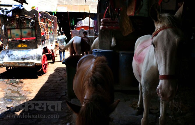 मुंबईत आजमितीला ३७४ घोडे असून १३० घोडागाडय़ा आहेत. यातील २० गाडय़ा नरिमन पॉइंट, ४० गाडय़ा गोराई, तर उर्वरित बोरिवली, जुहू, वांद्रे येथे आहेत. (छाया- अमित चक्रवर्ती)