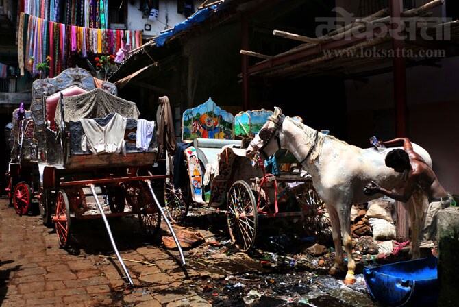 घोडय़ांची योग्य काळजी घेऊन शहराचे हे वैशिष्टय़ टिकवायला हवे, अशी भावना अनेकांनी व्यक्त केली आहे. (छाया- अमित चक्रवर्ती)