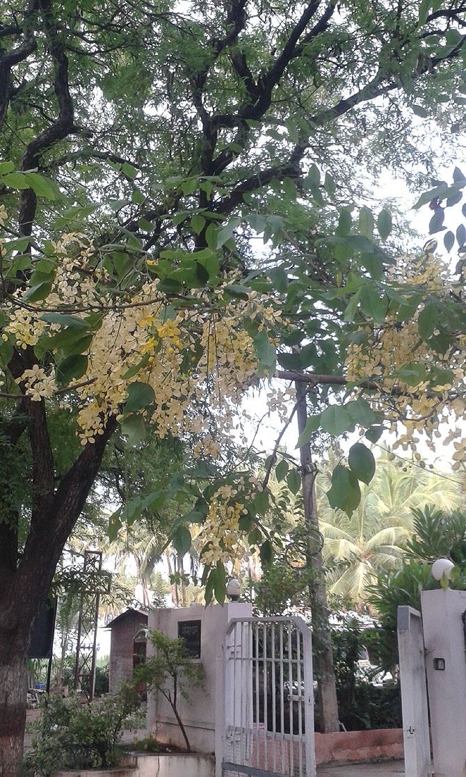 आमोद परांजपे, हरिपूर, सांगली