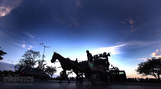 पनवेल येथील साडेसहा एकर जागेत या घोडय़ांना वर्षभरात सोडण्याचे निर्देश न्यायालयाने पालिकेला दिले आहेत. (छाया- प्रदिप दास)