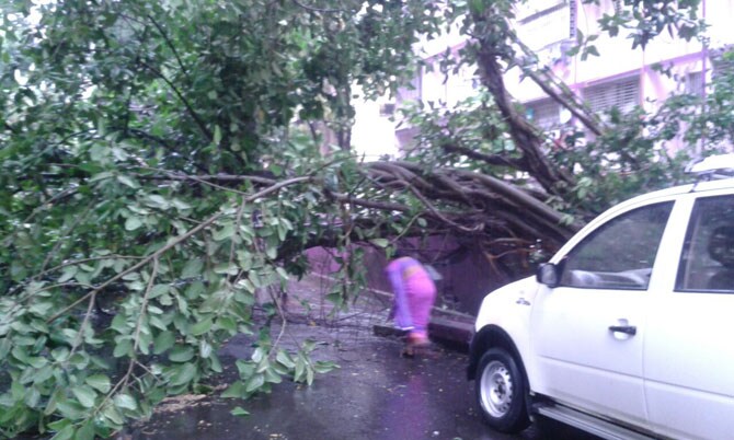 बोरिवली येथील योगी नगरमध्ये पावसामुळे पडलेले झाड.