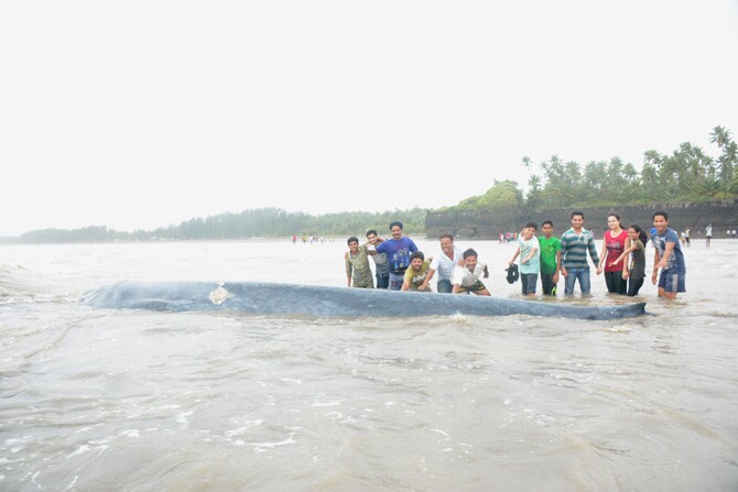 या माशाला रेवदंडा किनार्‍यावरच पुरण्यात आले.. त्यासाठी 42 फुट लांबीचा 8 फूट खोल खड्डा खणण्यात आला असून जेसीबीच्या सहाय्याने माश्याचा मृतदेह या खड्ड्यात टाकण्यात आला.