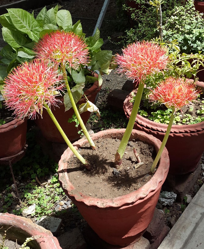 वीणा सुधीर शेंडे, अमरावती