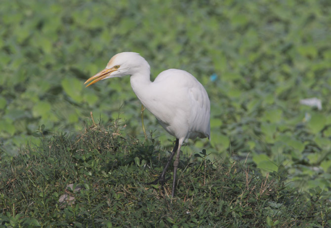 गायबगळा (छायाचित्र - अरविंद तेलकर)