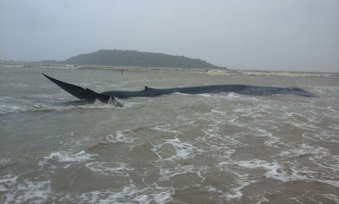 त्यांचे रात्रभर प्रयत्न सुरू होते. अजस्त्र माश्याला उचलून समुद्रात लोटण्याचे सर्व प्रयत्न असफल ठरले. त्यामुळे पहाटे 4 वाजण्याच्या सुमारास तो मरण पावला. वनविभागाच्या अधिकार्‍यांनी पंचनाम्याचे काम पूर्ण केले .
