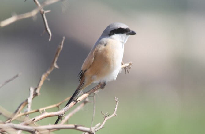 नकल्या खाटीक (छायाचित्र - अरविंद तेलकर)
