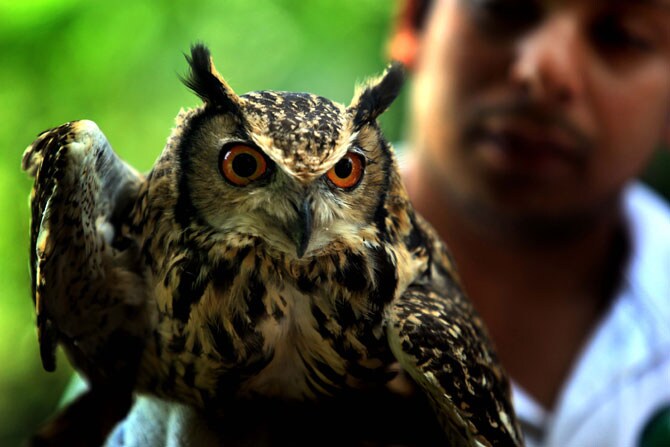 निरज सिंग या पक्षीमित्राने मंगळवारी पवई येथून घुबडांच्या अतिशय दुर्मिळ जातीच्या इंडियन हॉर्न घुबडाची सुटका केली. (छाया-गणेश शिर्सेकर)