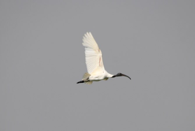 पांढरा शराटी (छायाचित्र - अरविंद तेलकर)