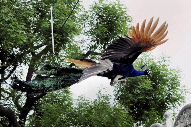 राजस्थानमधील बेबार येथे स्वच्छंदपणे उडणारा मोर. (छाया-पीटीआय)