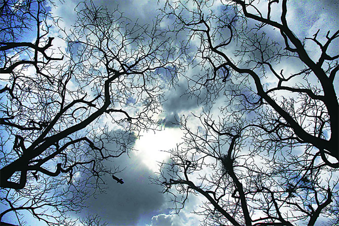 मुंबईतील पर्जन्यवृक्षांवर काही दिवसांपासून किडीचा प्रादुर्भाव झाला आहे. या किडीचा शहरातील ३०० हून अधिक झाडांना मोठा फटका बसला आहे. या हल्ल्यात सुमारे १५० झाडे निष्पर्ण झाली आहेत. मुंबई महानगरपालिकेच्या उद्यान विभागाने दिलेल्या माहितीनुसार संपूर्ण शहरातील ५०० वृक्षांना याची हानी पोहोचली असून त्यातील काही झाडांनाच वाचवण्यात पालिकेला यश आले आहे. (छाया : प्रदीप दास)