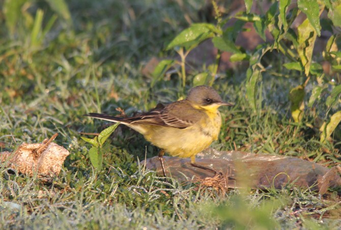 पिवळा धोबी (छायाचित्र - अरविंद तेलकर)