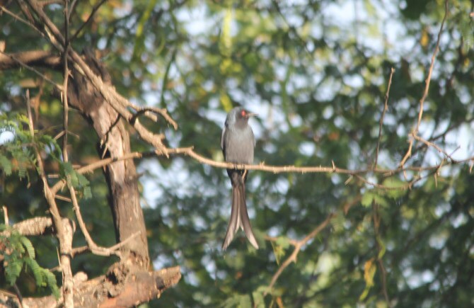 राखी कोतवाल (छायाचित्र - अरविंद तेलकर)
