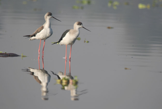 शेकाट्या (छायाचित्र - अरविंद तेलकर)