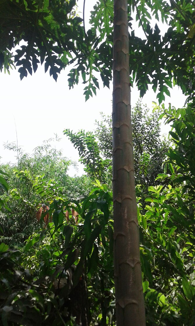 सुनिल पाटील, डोंबिवली. मानवाने भौतिक सुविधांची निर्मिती करतानाच यासाठी लागणा-या नैसर्गिक साधनसंपत्तीचा विनियोग पर्यावरणाचा समतोल आणि जीवनचक्र राखून कसे करता येईल याचाही प्रथमतः विचार झाला पाहिजे.