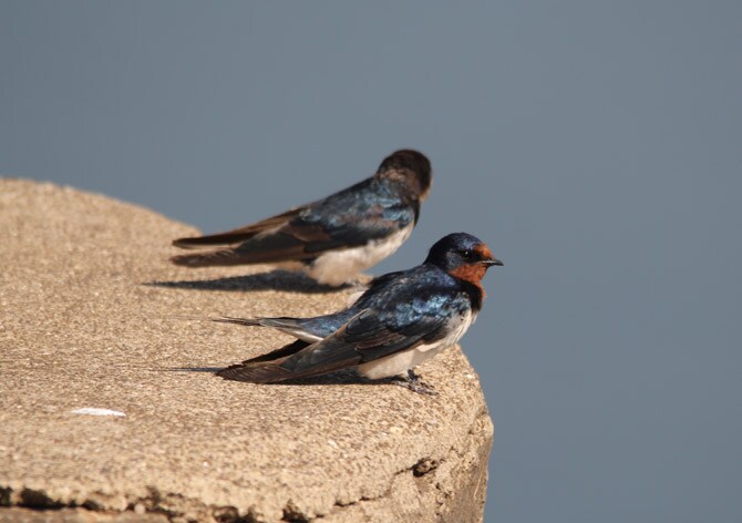 पुणे-सोलापूर रस्त्यावर कवडी गावाजवळील पहिल्याच टोलनाक्यानंतर साधारणपणे एक किलोमीटरवर कवडी पाट गावाकडं जाणारा रस्ता आहे. दरवर्षी हिवाळ्यात पक्षीनिरीक्षणासाठी पक्षीप्रेमी आवर्जून या ठिकाणाला भेट देतात. या ठिकाणी दिसलेल्या काही पक्ष्यांची मुक्त पत्रकार अरविंद तेलकर यांनी काढलेली छायाचित्रे. वरील छायाचित्रातील पक्षी तारवाली पाकोळी.