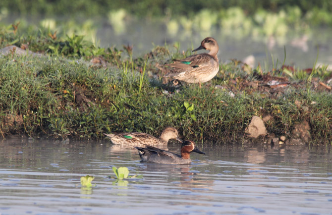 कवडी पाटचा पक्षी मेळा